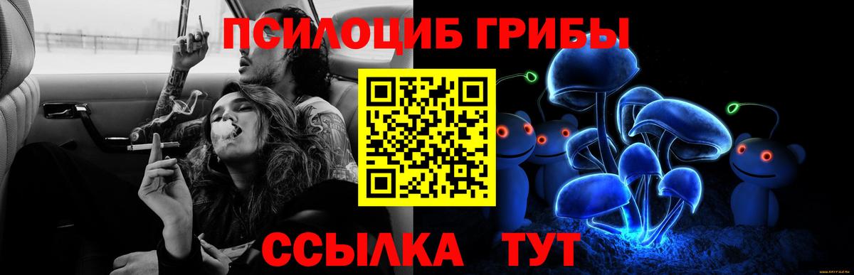 где можно купить наркотик  Губаха  Галлюциногенные грибы Magic Shrooms 